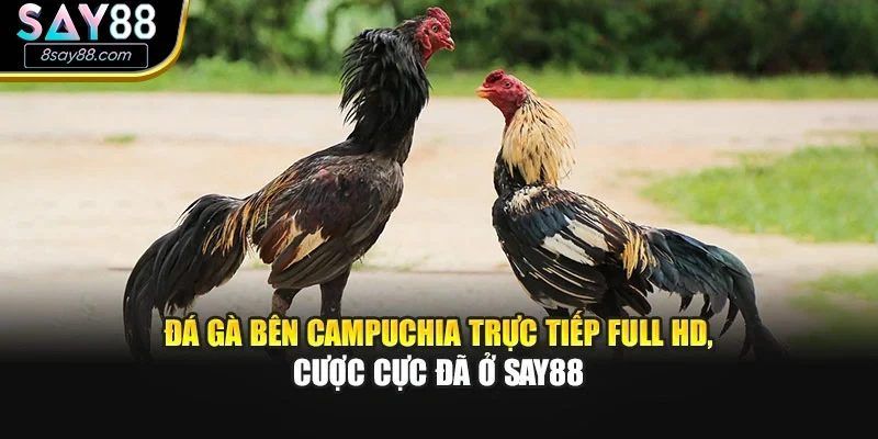 Đá Gà Bên Campuchia Trực Tiếp Full Hd, Cược Cực Đã Ở Say88