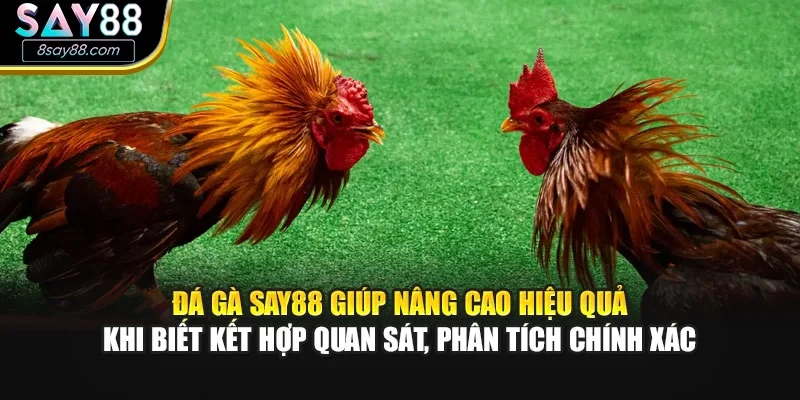 Đá gà SAY88 giúp nâng cao hiệu quả khi biết kết hợp quan sát, phân tích chính xác