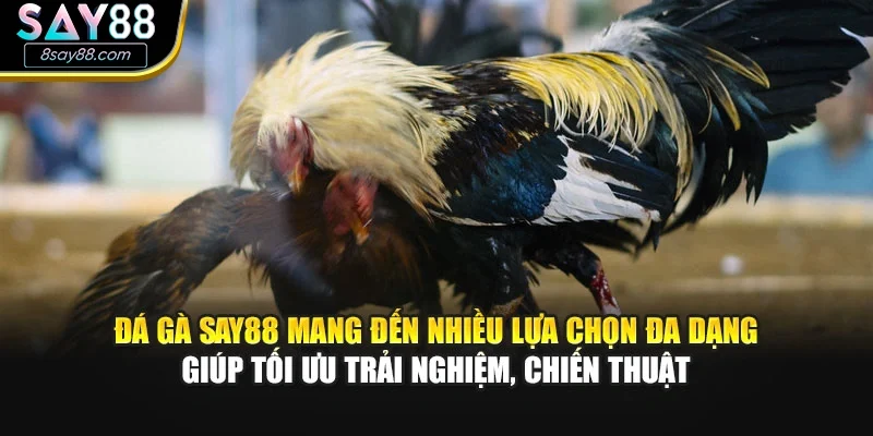 Đá gà SAY88 mang đến nhiều lựa chọn đa dạng giúp tối ưu trải nghiệm, chiến thuật