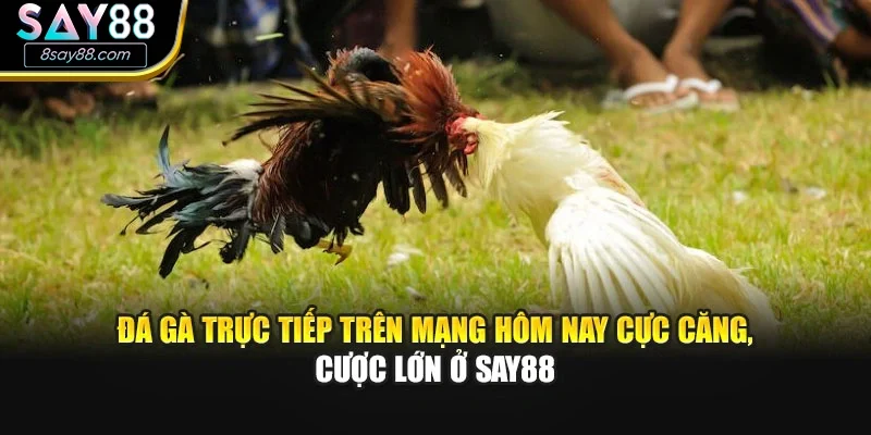 Đá Gà Trực Tiếp Trên Mạng Hôm Nay Cực Căng, Cược Lớn Ở Say88