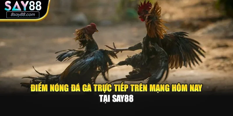 Điểm nóng đá gà trực tiếp trên mạng hôm nay tại Say88